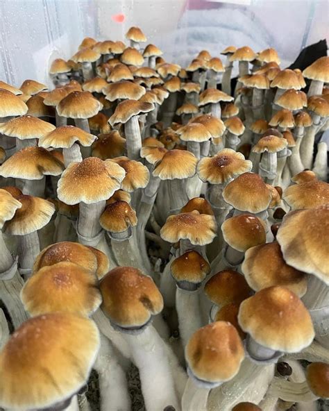 A 'tidal wave' in psychology: Advocates call on lawmakers to approve psilocybin treatment · A bill is now before a Pa. . Tidal wave cubensis